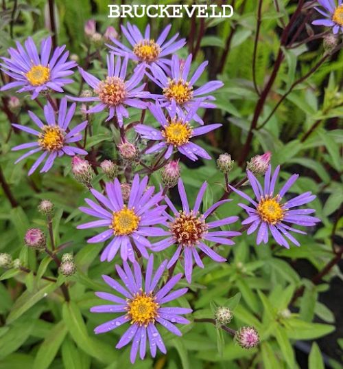 Aster radula | Bruckeveld