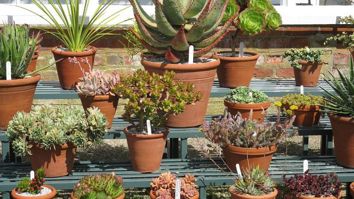 West Dean U.K. juli 2011