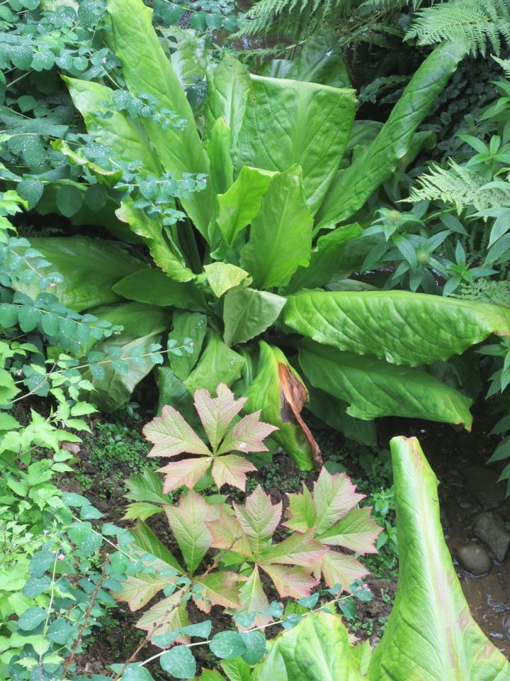 Hidcote Manor U.K. juli 2013