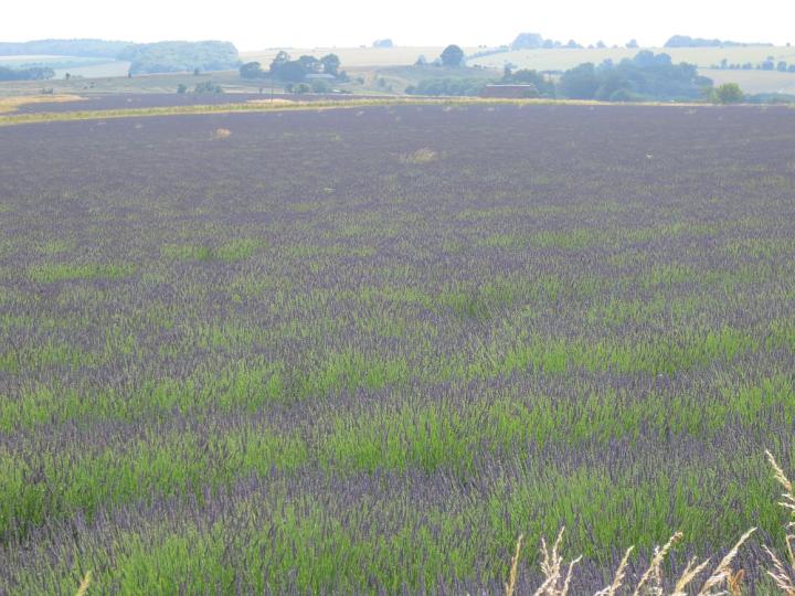 Lavander Farm U.K. juli 2013