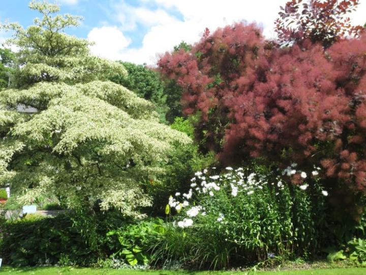 Rosemoor U.K. juli 2014