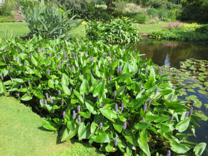 Beth Chatto U.K. juli 2015