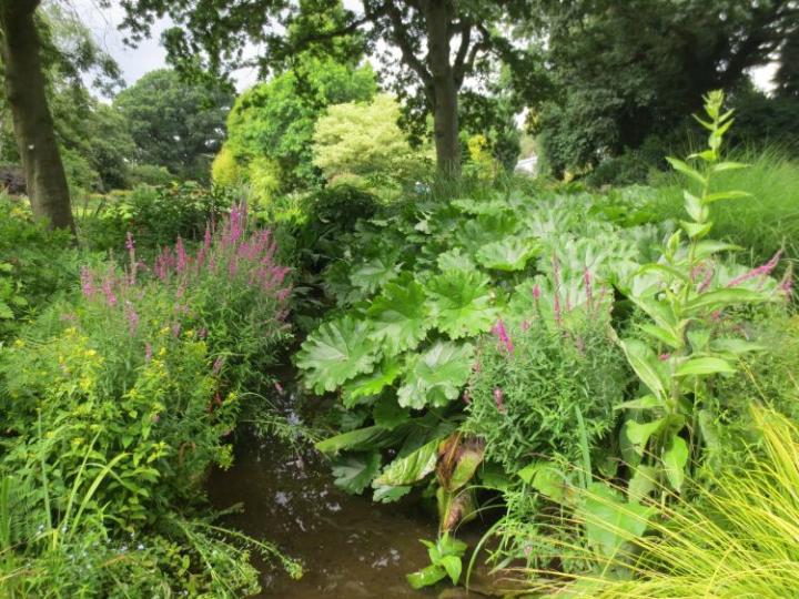 Beth Chatto U.K. juli 2015