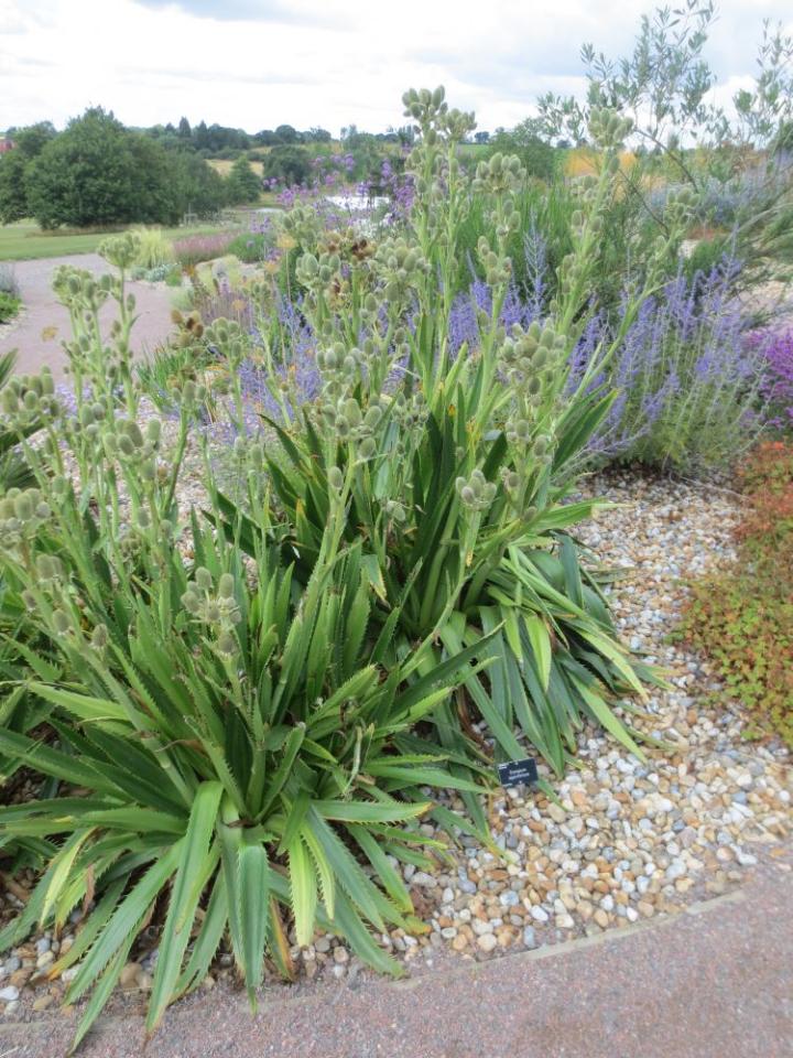 Hyde Hall U.K. juli 2015