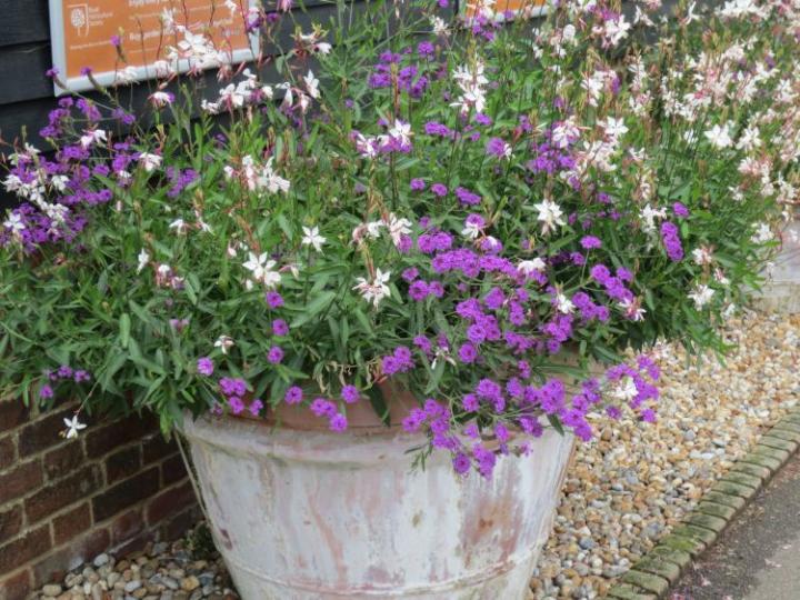 Hyde Hall U.K. juli 2015