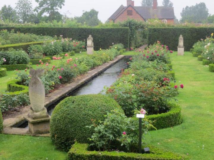 David Austin U.K. juli 2015