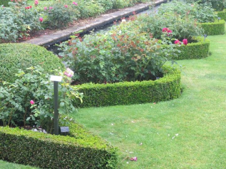 David Austin U.K. juli 2015