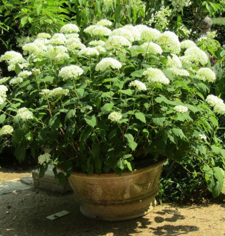 Jardins Agapanthe France juli 2018