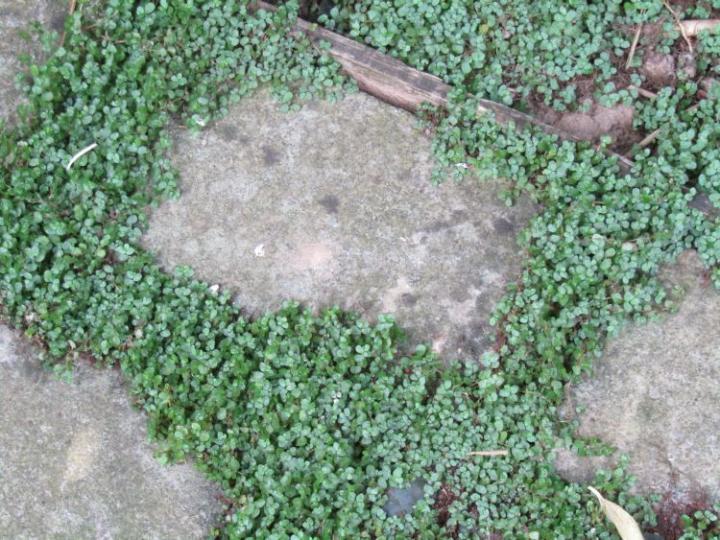 Jardins de Valerianes France juli 2018