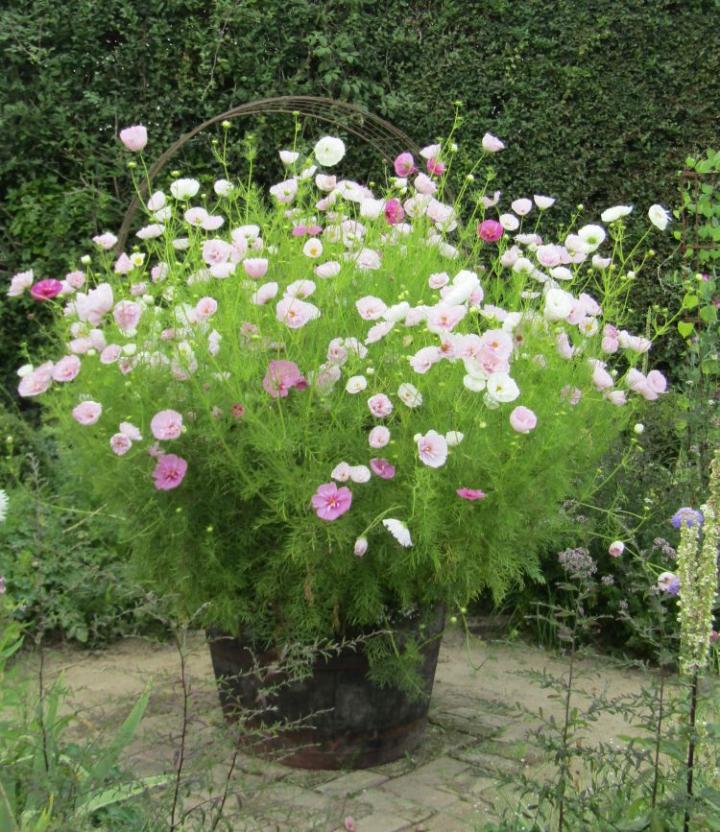 Plume France juli 2018