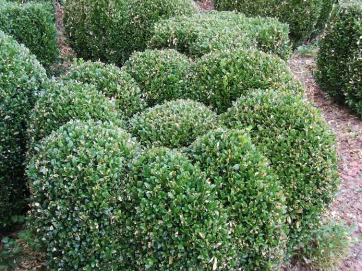 Plume France juli 2018