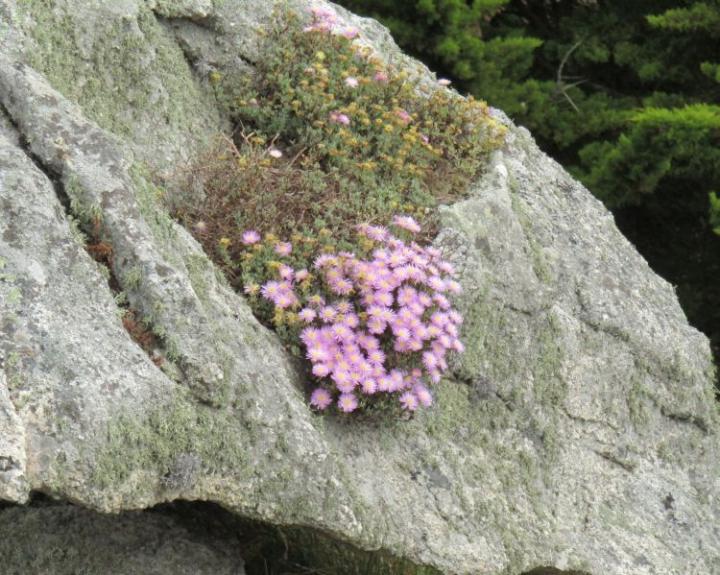 Jardins exotique de Roscoff France juli 2018