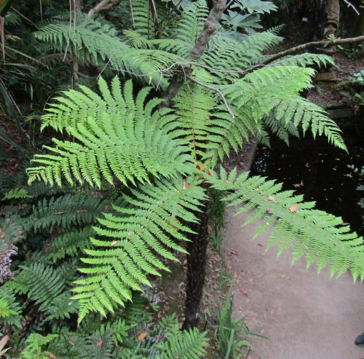 Jardins exotique de Roscoff France juli 2018