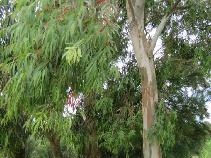 Jardins exotique de Roscoff France juli 2018