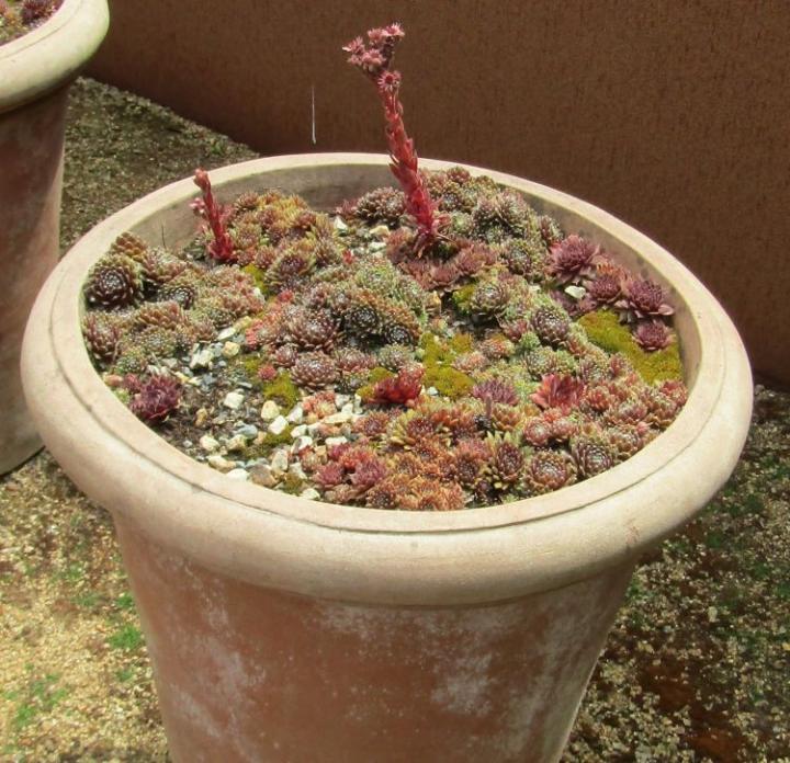 Jardins de Kerfouler France juli 2018