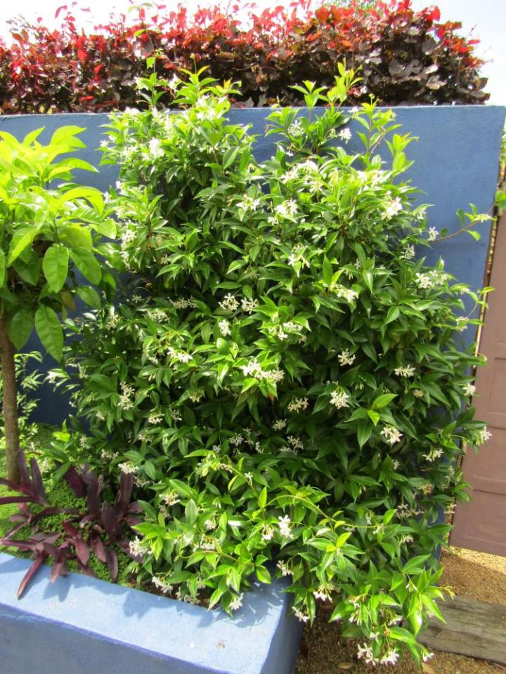 Jardins de Kerfouler France juli 2018