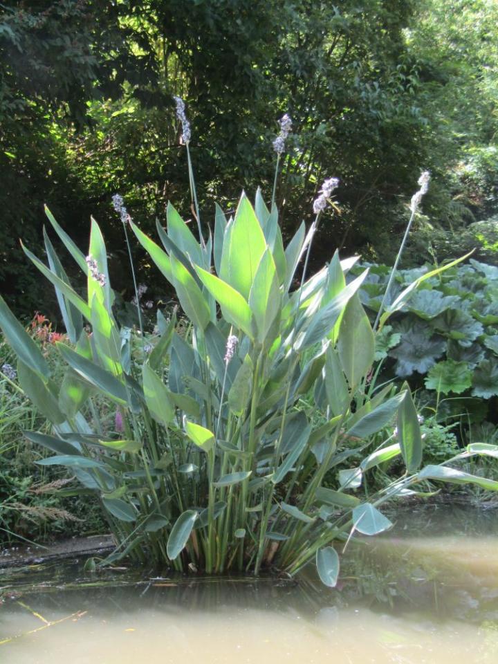 La Pelerinne France juli 2018