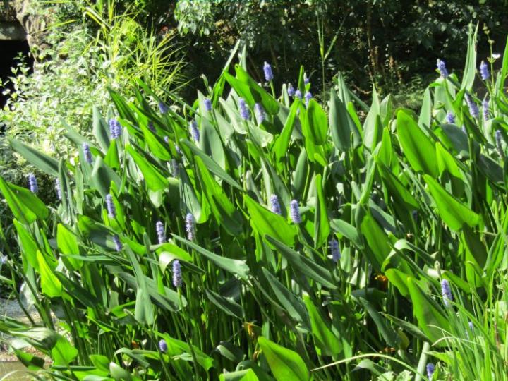La Pelerinne France juli 2018