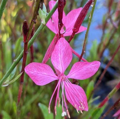 Gaura lindheimeri 'Belleza Pink'