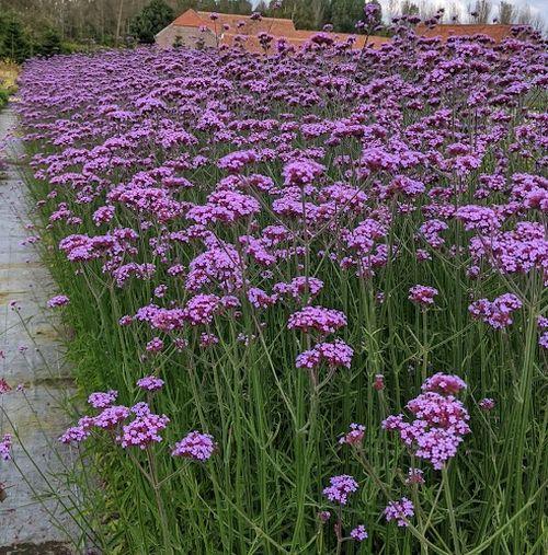 verbena