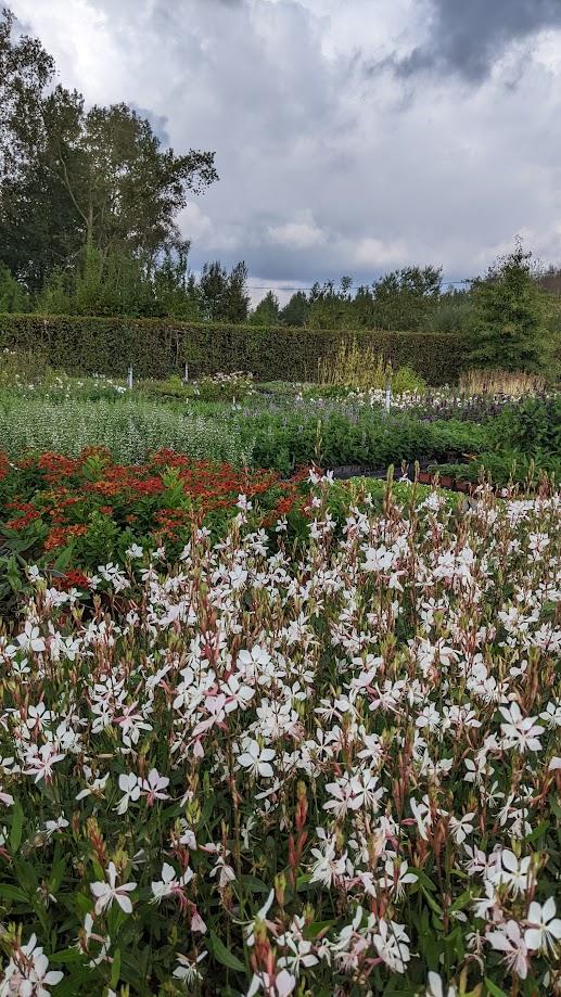 kwekerij2024 ch2.jpg