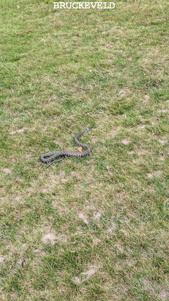 gravetye manor2023ch6.jpg