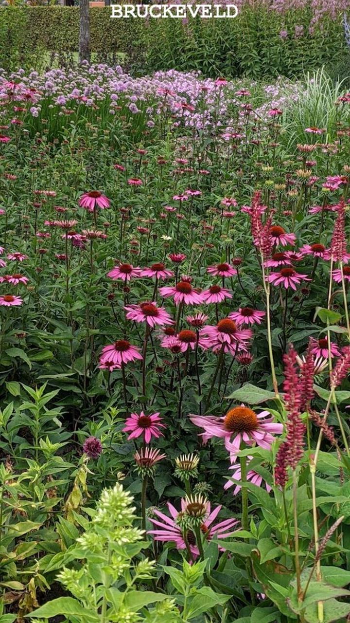 sussex prairie garden2023ch10.jpg