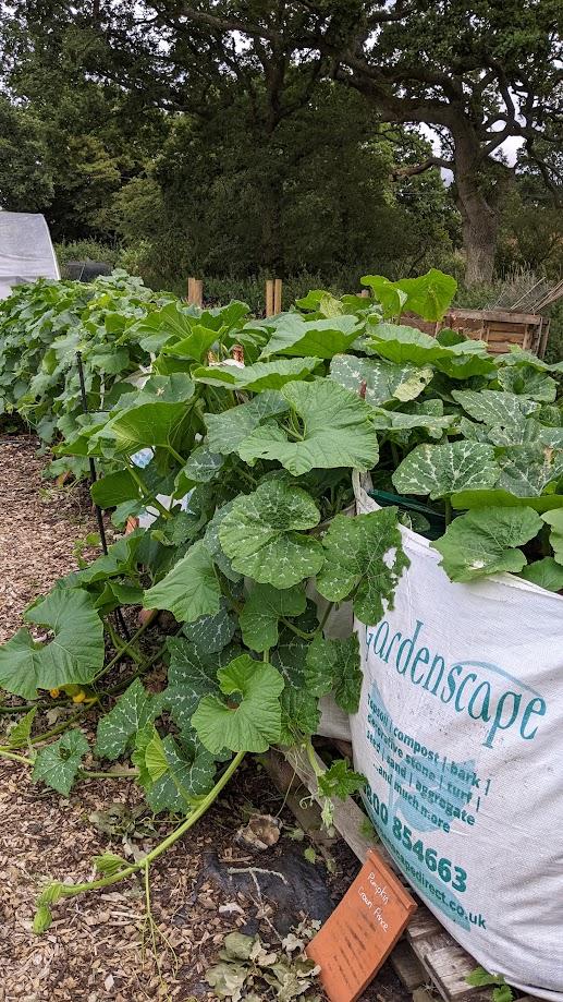 sussex prairie garden2023ch4.jpg