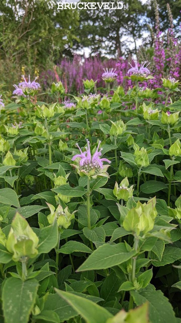 sussex prairie garden2023ch5.jpg