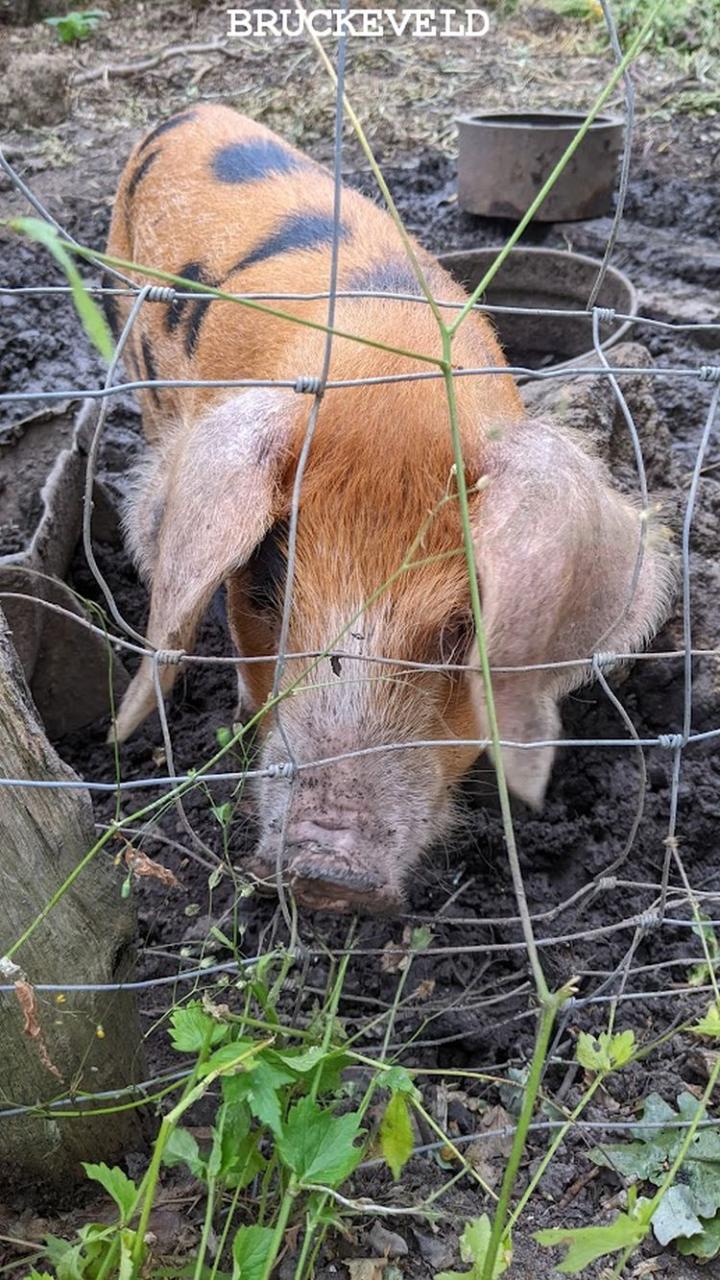 sussex prairie garden2023ch7.jpg