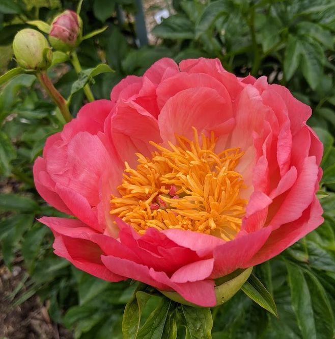 Paeonia Lact. 'Coral Sunset' ch.jpg
