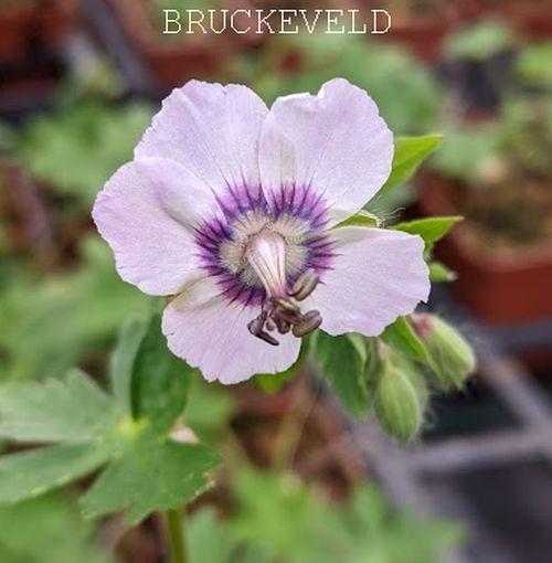 Geranium phaeum 'Wendy's Blush'ch.jpg