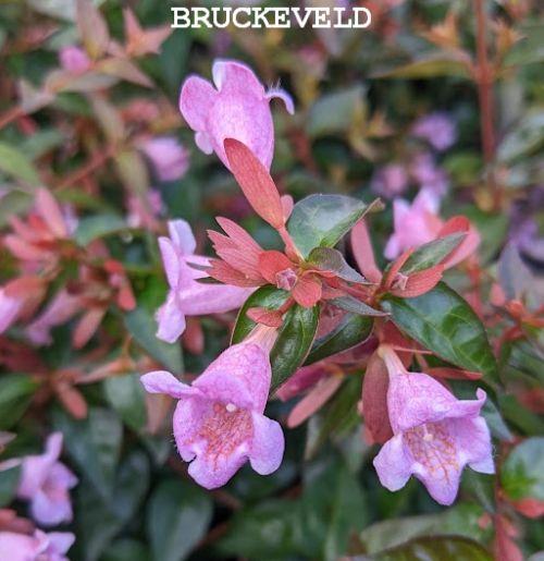 Abelia  gra. 'Edward Goucher'