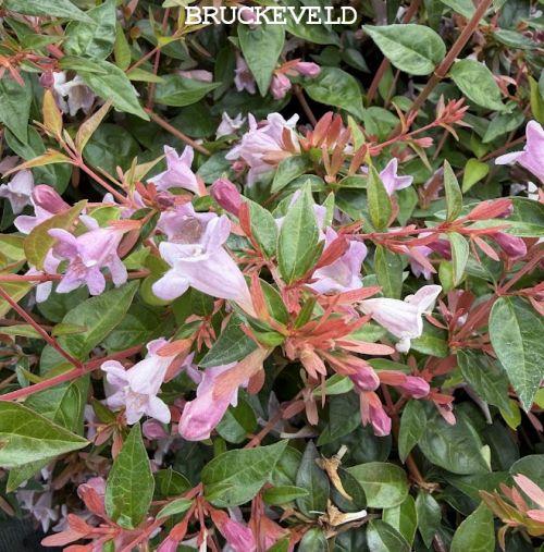 Abelia  gra. 'Edward Goucher'
