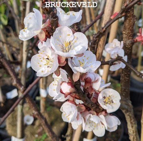 Abrikoos  Prunus armeniaca 'Bergeron'
