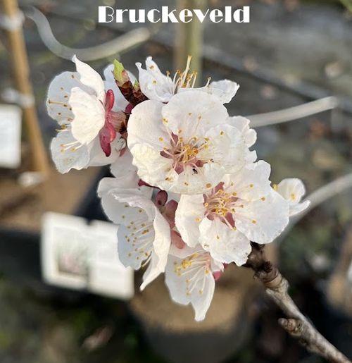 Abrikoos  Prunus armeniaca 'Bergeron'