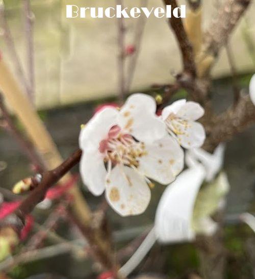 Abrikoos  Prunus armeniaca 'Hongaarse'