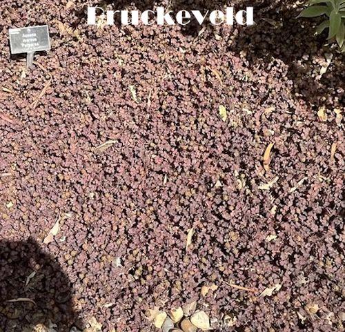 Acaena inermis 'Purpurea'