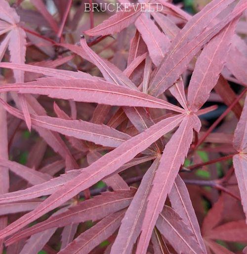 Acer palmatum 'Atrolineare'