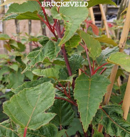 Acer capillipes MEERSTAMMIG