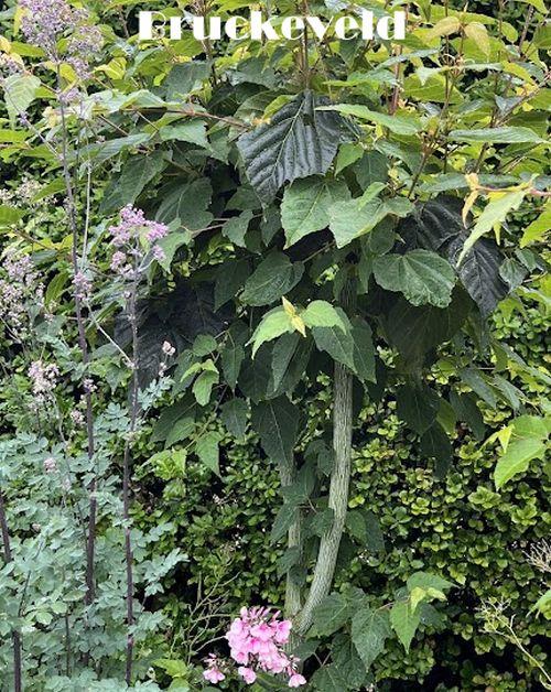 Acer davidii