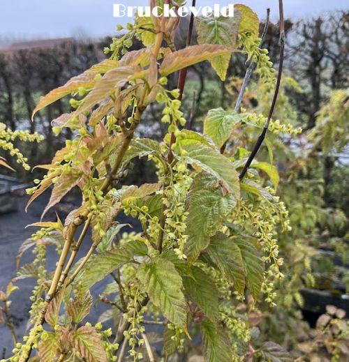 Acer davidii