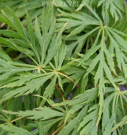 Acer palmatum 'Dissectum'