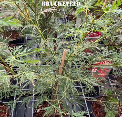 Acer palmatum 'Dissectum'