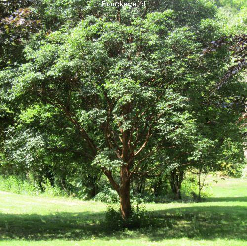 Acer griseum