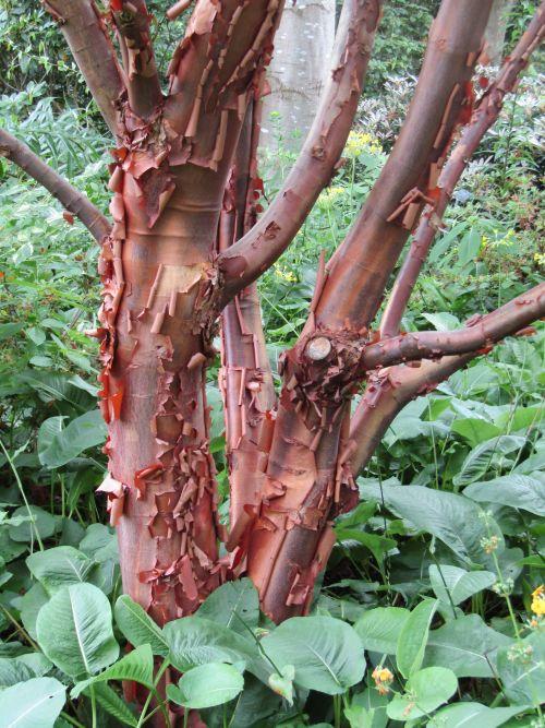 Acer griseum