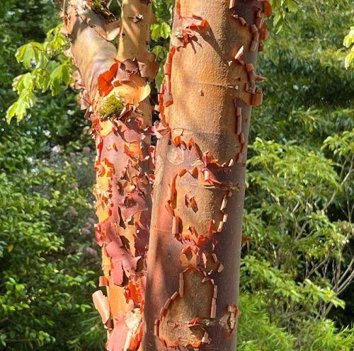 Acer griseum