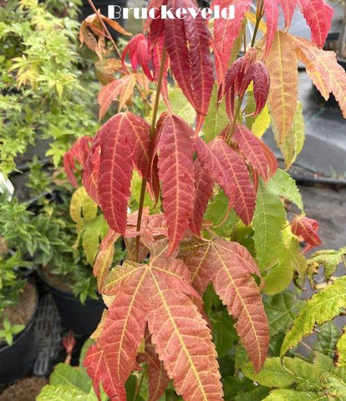 Acer palmatum 'Matsumurae'