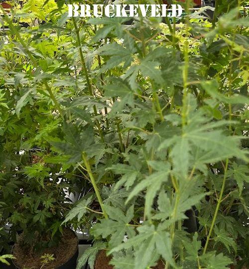 Acer palmatum