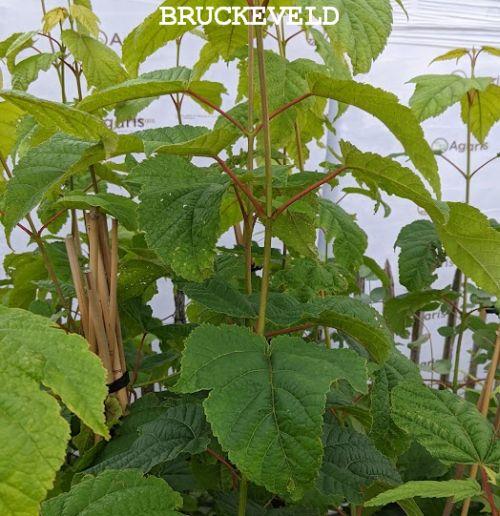 Acer pensylvaticum